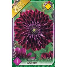 Dahlia Decorative - Osirium