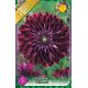 Dahlia Decorative - Osirium