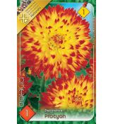 Dahlia Decorative - Proycon