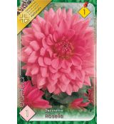 Dahlia Decorative - Rosella