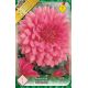 Dahlia Decorative - Rosella