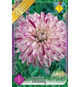 Dahlia Decorative - Smokey