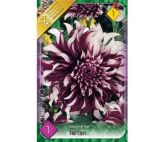 Dahlia Decorative - Tartan