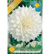 Dahlia Decorative - White Perfection