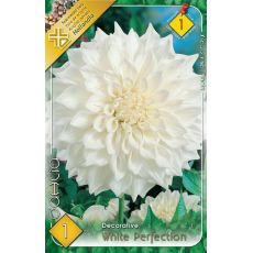 Dahlia Decorative - White Perfection