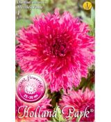 Dahlia - Myrtle´s Folly