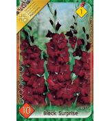 Gladiolus - Black Surprise