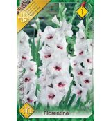 Gladiolus - Fiorentina