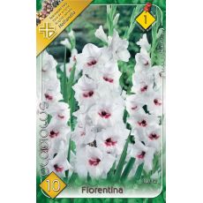 Gladiolus - Fiorentina