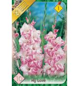 Gladiolus - My Love