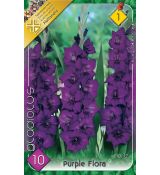 Gladiolus - Purple Flora