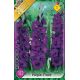 Gladiolus - Purple Flora