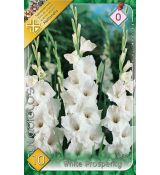 Gladiolus - White Prosperity