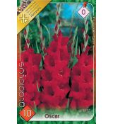 Gladiolus - Oscar