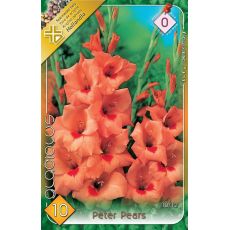 Gladiolus - Peter Pears