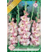 Gladiolus - Priscilla