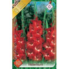 Gladiolus - Traderhorn