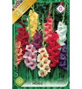 Gladiolus - mixed