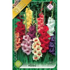 Gladiolus - mixed