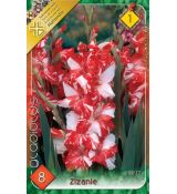 Gladiolus - Zizanie
