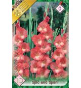 Gladiolus - Spic and Span