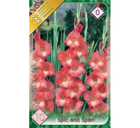 Gladiolus - Spic and Span
