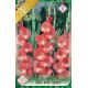Gladiolus - Spic and Span