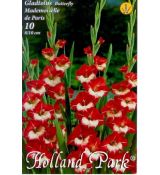 Gladiolus Butterfly - Mademoiselle de Paris
