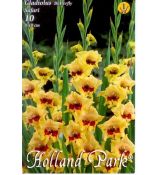 Gladiolus Butterfly - Safari