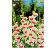 Gladiolus Butterfly - Shocking