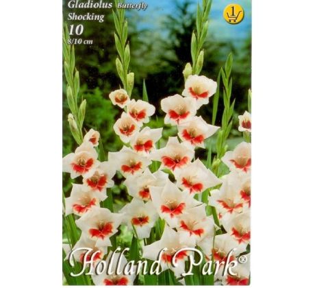 Gladiolus Butterfly - Shocking