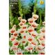 Gladiolus Butterfly - Shocking