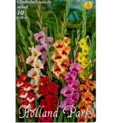 Gladiolus Butterfly - Mixed