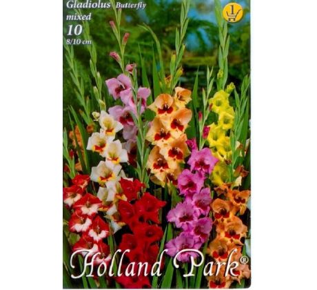 Gladiolus Butterfly - Mixed