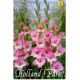 Gladiolus - Maggie