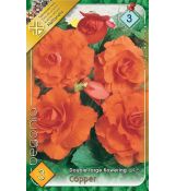 Begonia double large - Copper