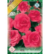 Begonia double large - Pink