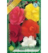 Begonia double large - Mixed