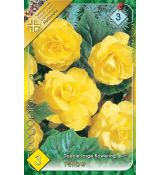 Begonia double large - Yellow