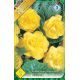 Begonia double large - Yellow