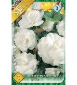 Begonia double large - White