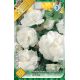 Begonia double large - White