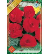 Begonia double large - Red