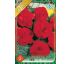 Begonia double large - Red