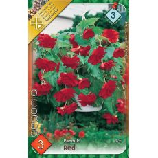 Begonia pendula - Pendula red