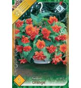 Begonia pendula - Pendula orange