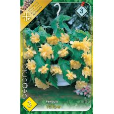 Begonia pendula - Pendula yellow