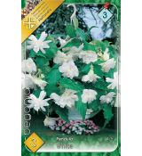 Begonia pendula - Pendula white