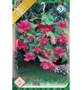 Begonia pendula - Pendula pink