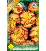 Begonia - Crispa marginata yellow